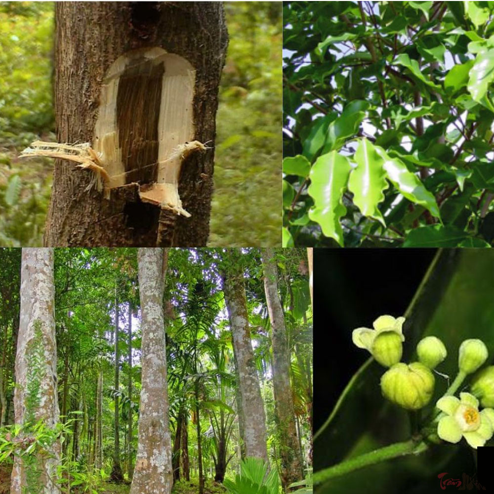 Cây kỳ hải nam đàn hương