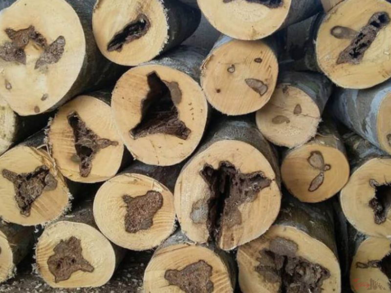 Đặc điểm nổi bật của trầm hương hồng kỳ