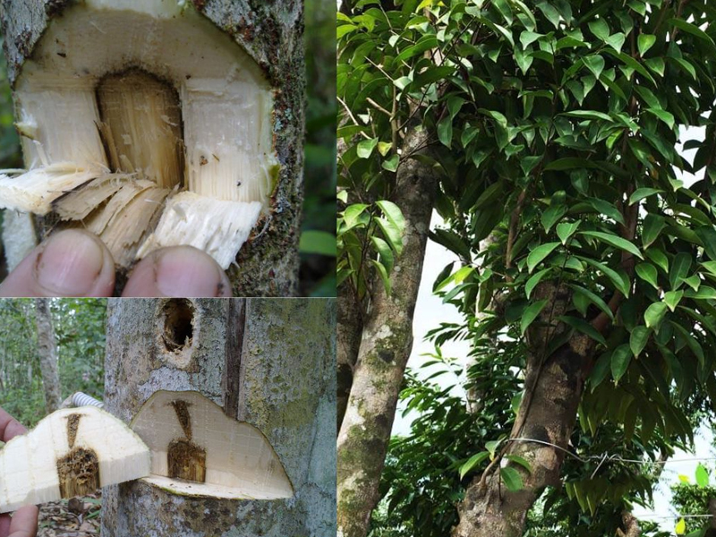 Cây gió bầu có tác dụng gì?