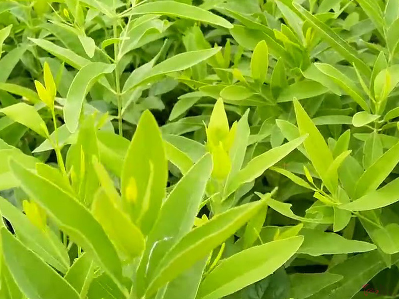 Lá cây trầm hương có uống được không?