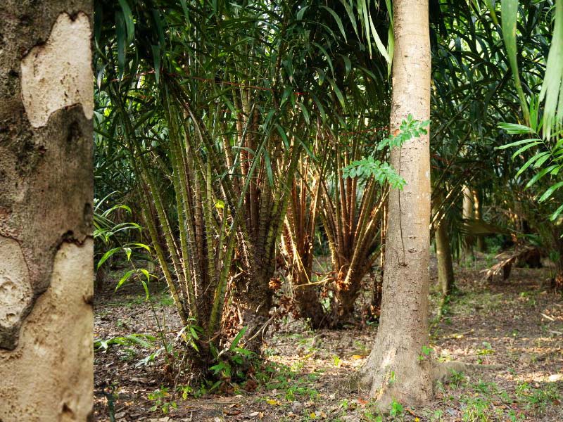 Khai thác trầm hương hiện nay như thế nào?