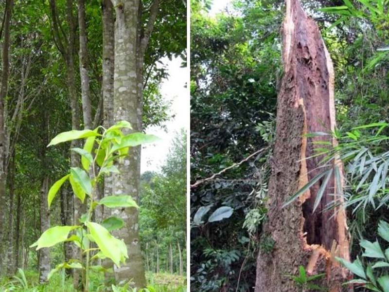 Cách nhận biết cây gió bầu đơn giản