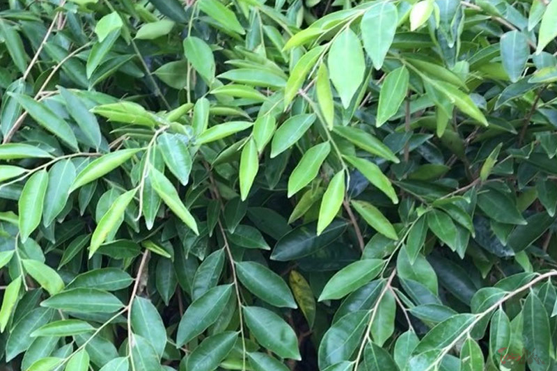 Đặc tính cấu trúc và sắc độ của lá trầm hương